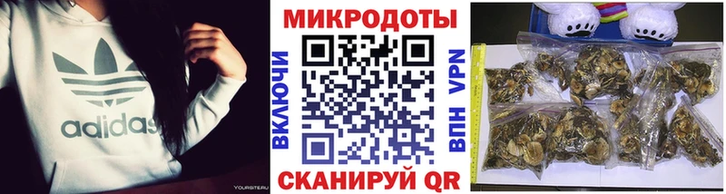 Псилоцибиновые грибы Psilocybe  Купить  Гатчина 